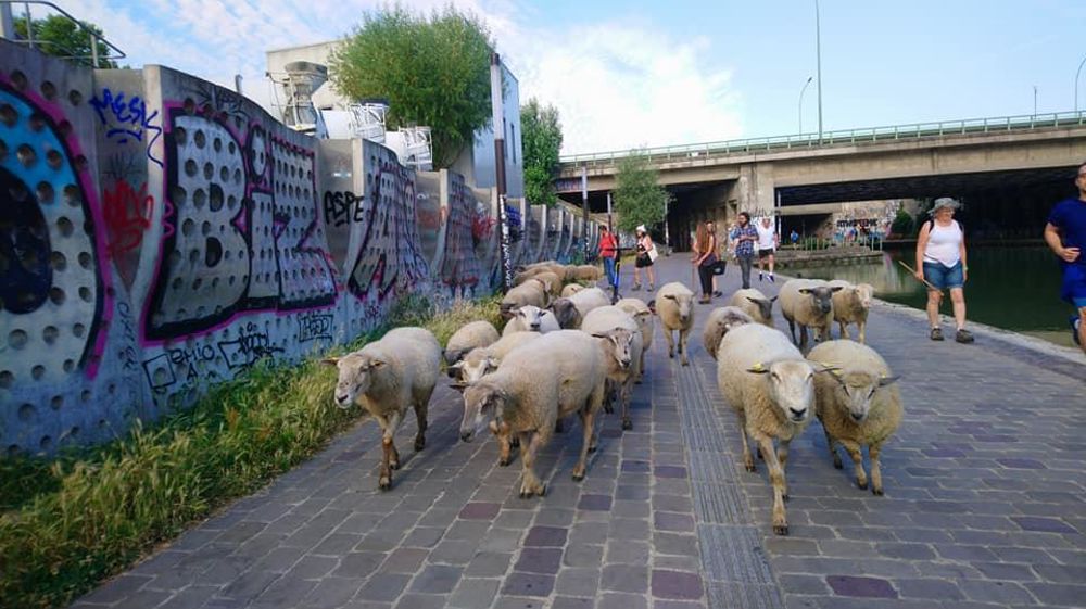 Les brebis des Bergers Urbains traversent Montreuil à leur rythme, et gare aux passants trop pressés ! © G. Leterrier/Bergers Urbains/Enlarge your Paris